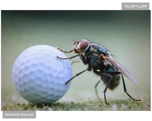 高尔夫规则遇自然干预：从弗利特伍德苍蝇事件看规则解释